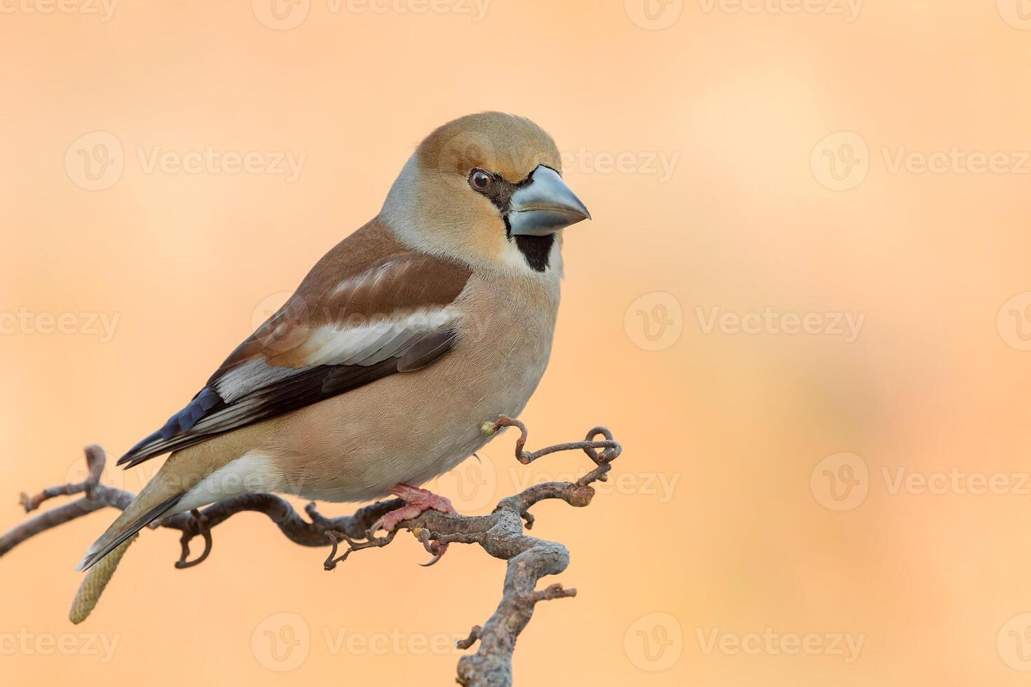 vogel fotografie, vogel afbeelding, meest mooi vogel fotografie, natuur fotografie foto