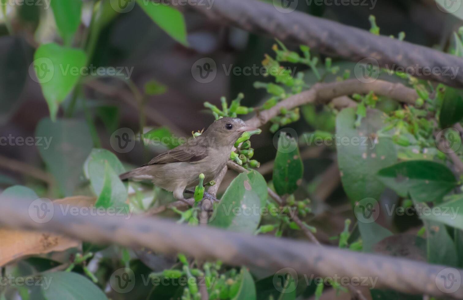 vogel fotografie, vogel afbeelding, meest mooi vogel fotografie, natuur fotografie foto