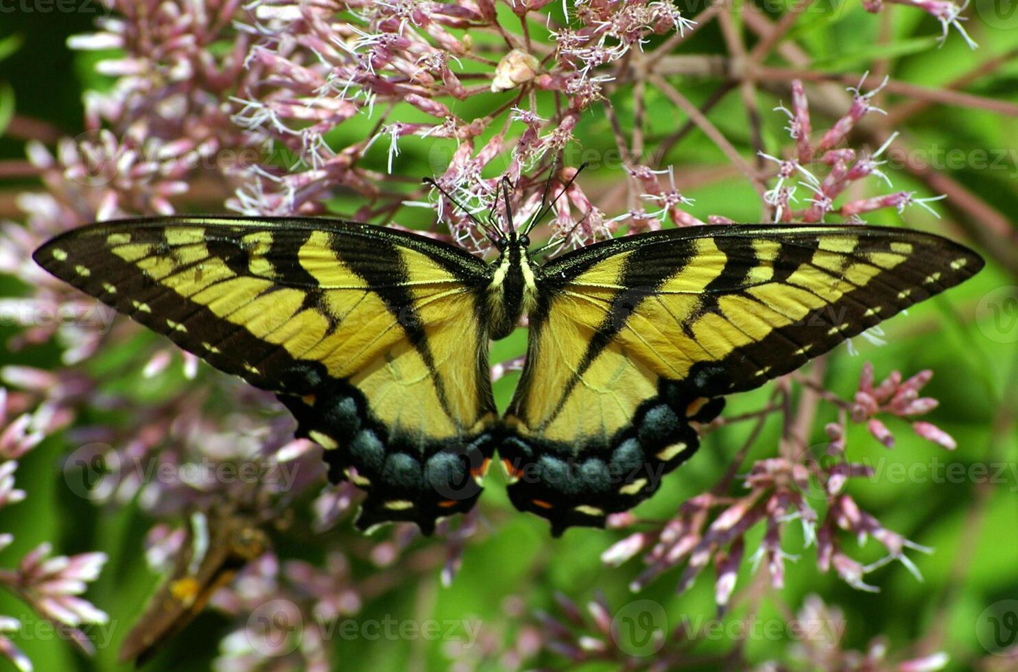 monarch, mooi vlinder fotografie, mooi vlinder Aan bloem, macro fotografie, mooi natuur foto