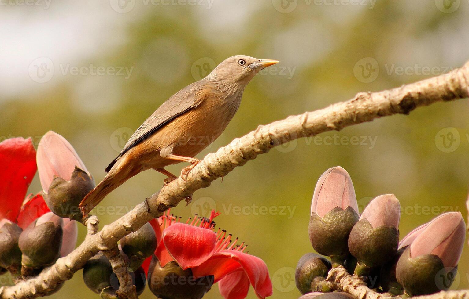 vogel fotografie, vogel afbeelding, meest mooi vogel fotografie, natuur fotografie foto