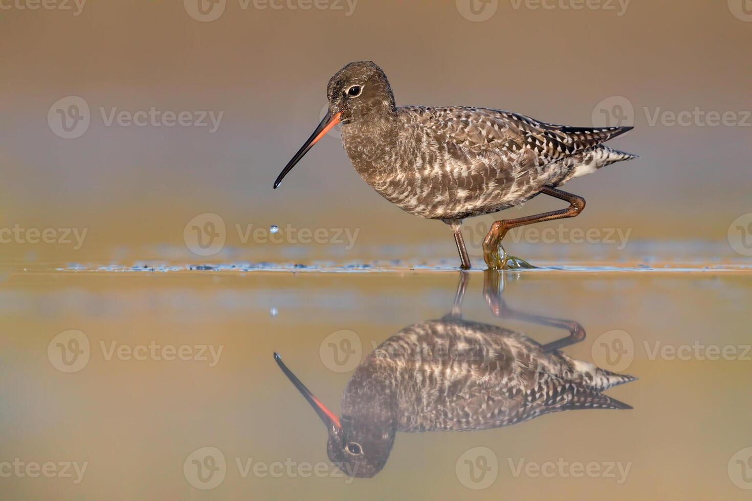 vogel fotografie, vogel afbeelding, meest mooi vogel fotografie, natuur fotografie foto