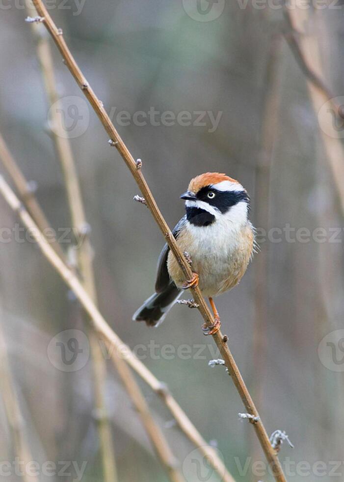 vogel fotografie, vogel afbeelding, meest mooi vogel fotografie, natuur fotografie foto