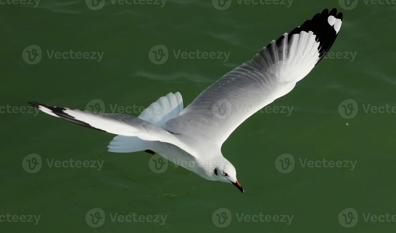 vogel fotografie, vogel afbeelding, meest mooi vogel fotografie, natuur fotografie foto