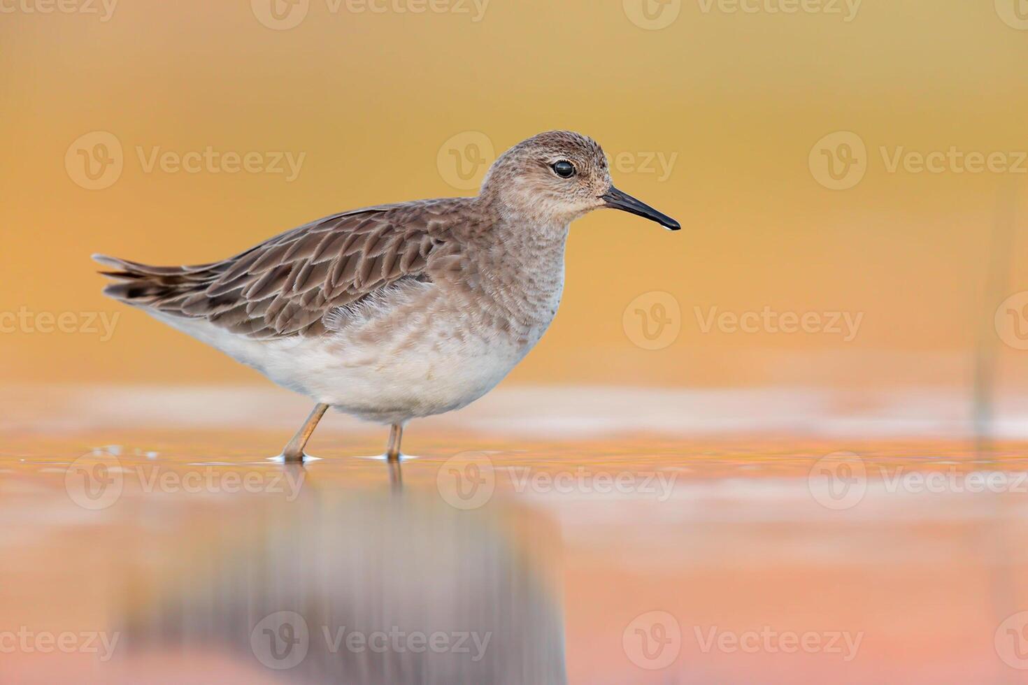 vogel fotografie, vogel afbeelding, meest mooi vogel fotografie, natuur fotografie foto