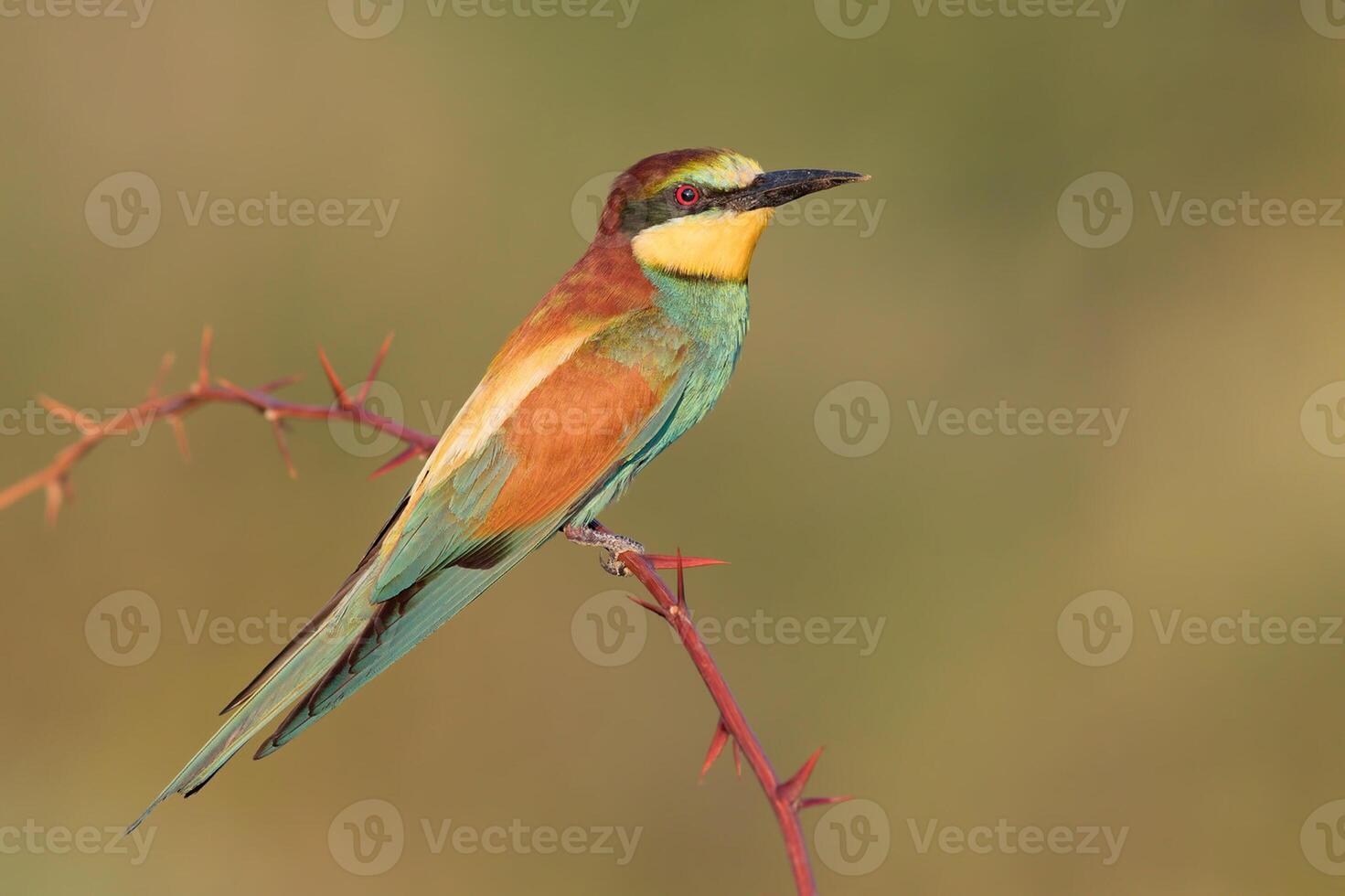 vogel fotografie, vogel afbeelding, meest mooi vogel fotografie, natuur fotografie foto