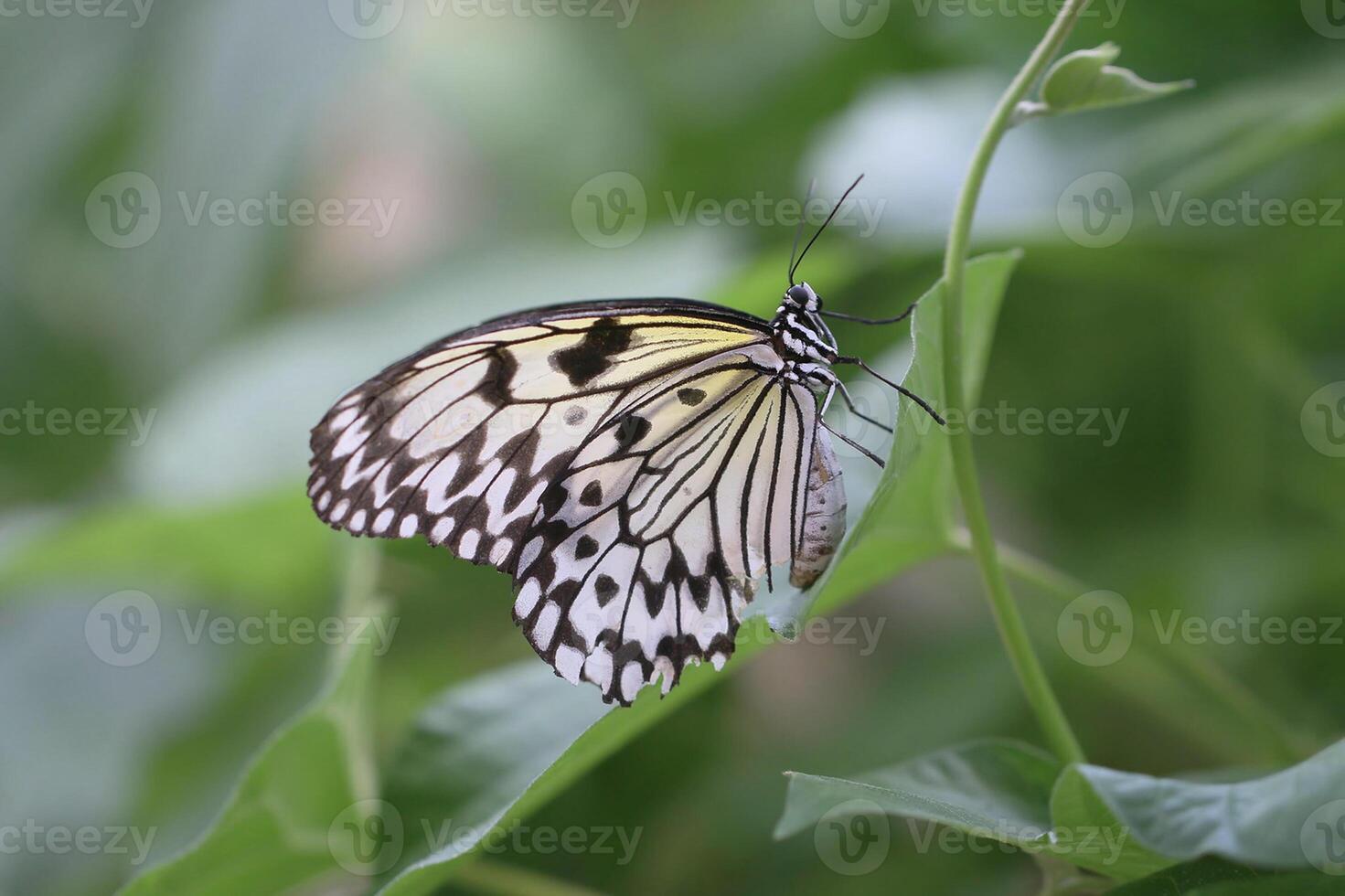 monarch, mooi vlinder fotografie, mooi vlinder Aan bloem, macro fotografie, mooi natuur foto