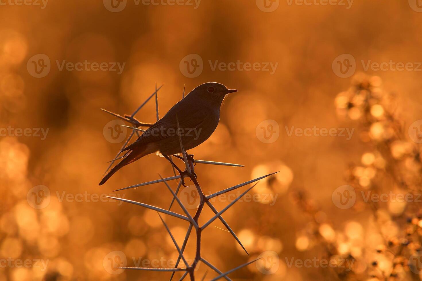 vogel fotografie, vogel afbeelding, meest mooi vogel fotografie, natuur fotografie foto