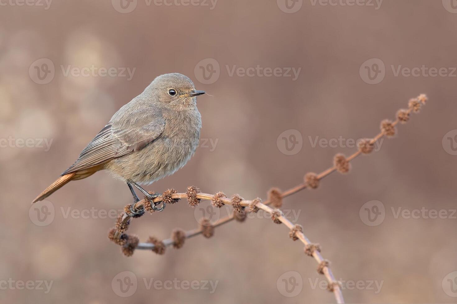 vogel fotografie, vogel afbeelding, meest mooi vogel fotografie, natuur fotografie foto