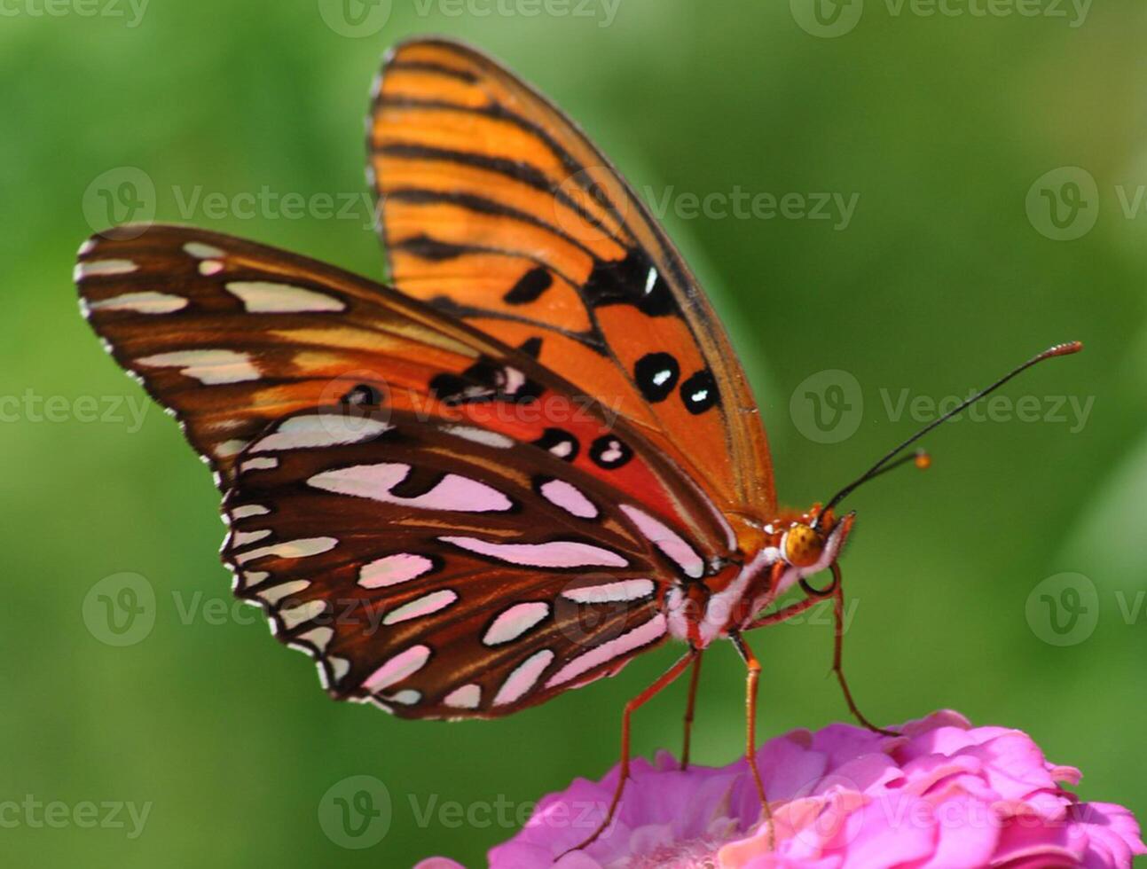 monarch, mooi vlinder fotografie, mooi vlinder Aan bloem, macro fotografie, mooi natuur foto