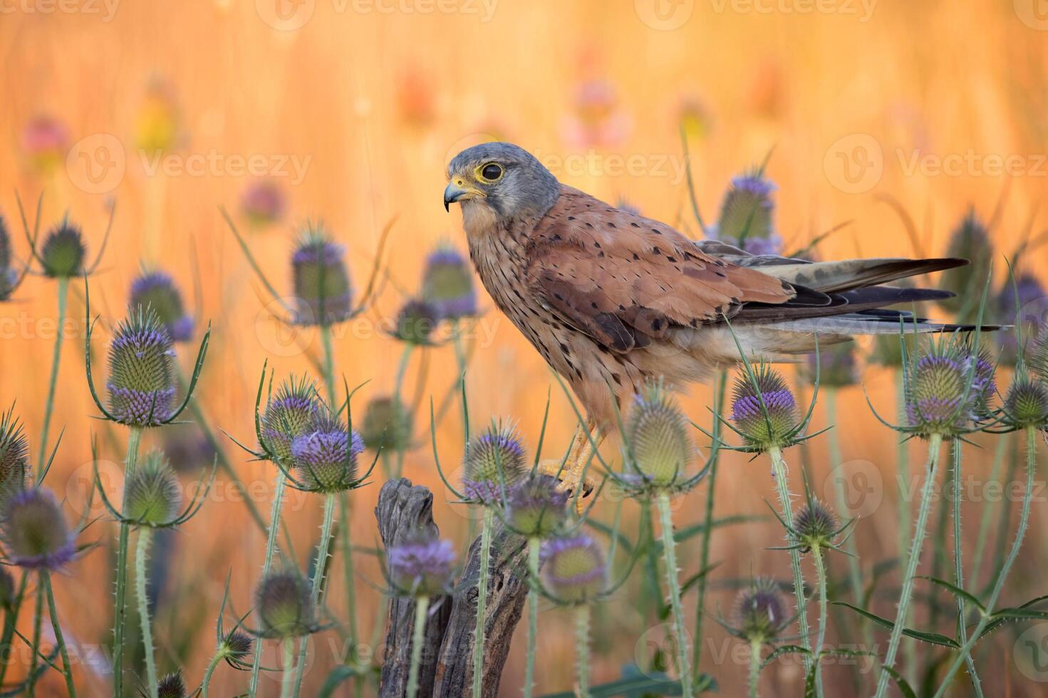 vogel fotografie, vogel afbeelding, meest mooi vogel fotografie, natuur fotografie foto