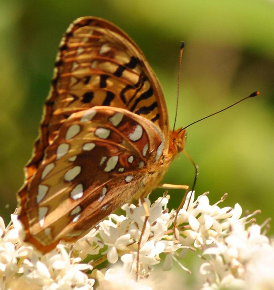 monarch, mooi vlinder fotografie, mooi vlinder Aan bloem, macro fotografie, mooi natuur foto