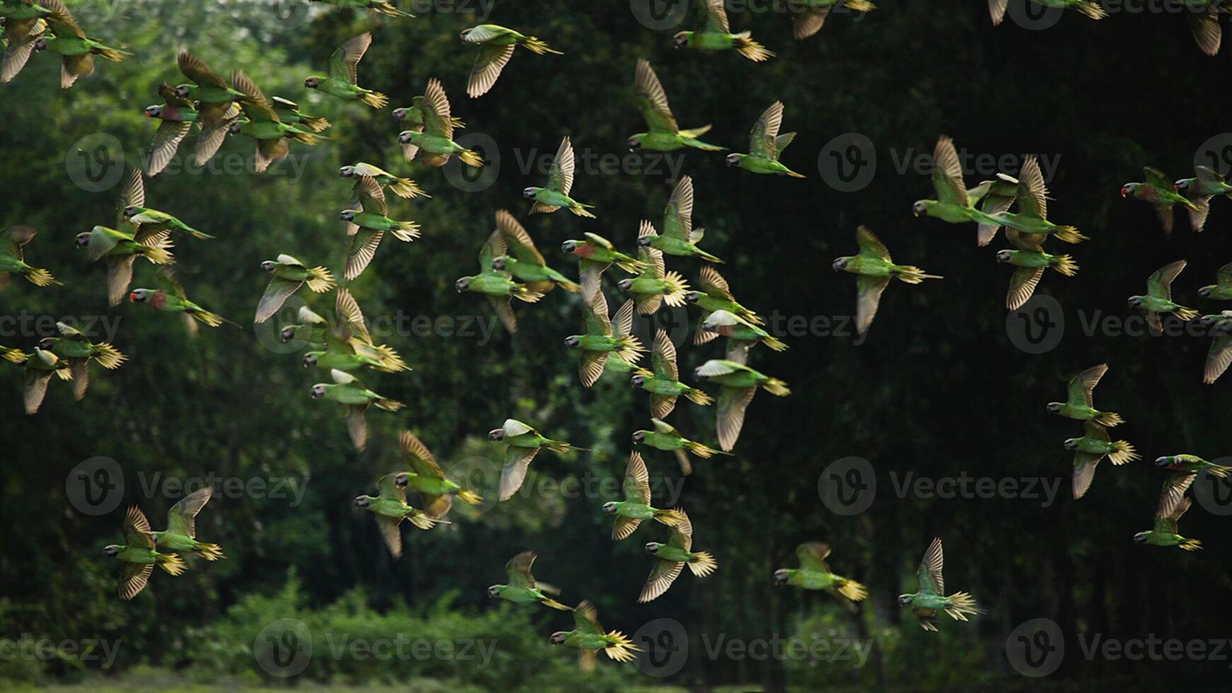 vogel fotografie, vogel afbeelding, meest mooi vogel fotografie, natuur fotografie foto