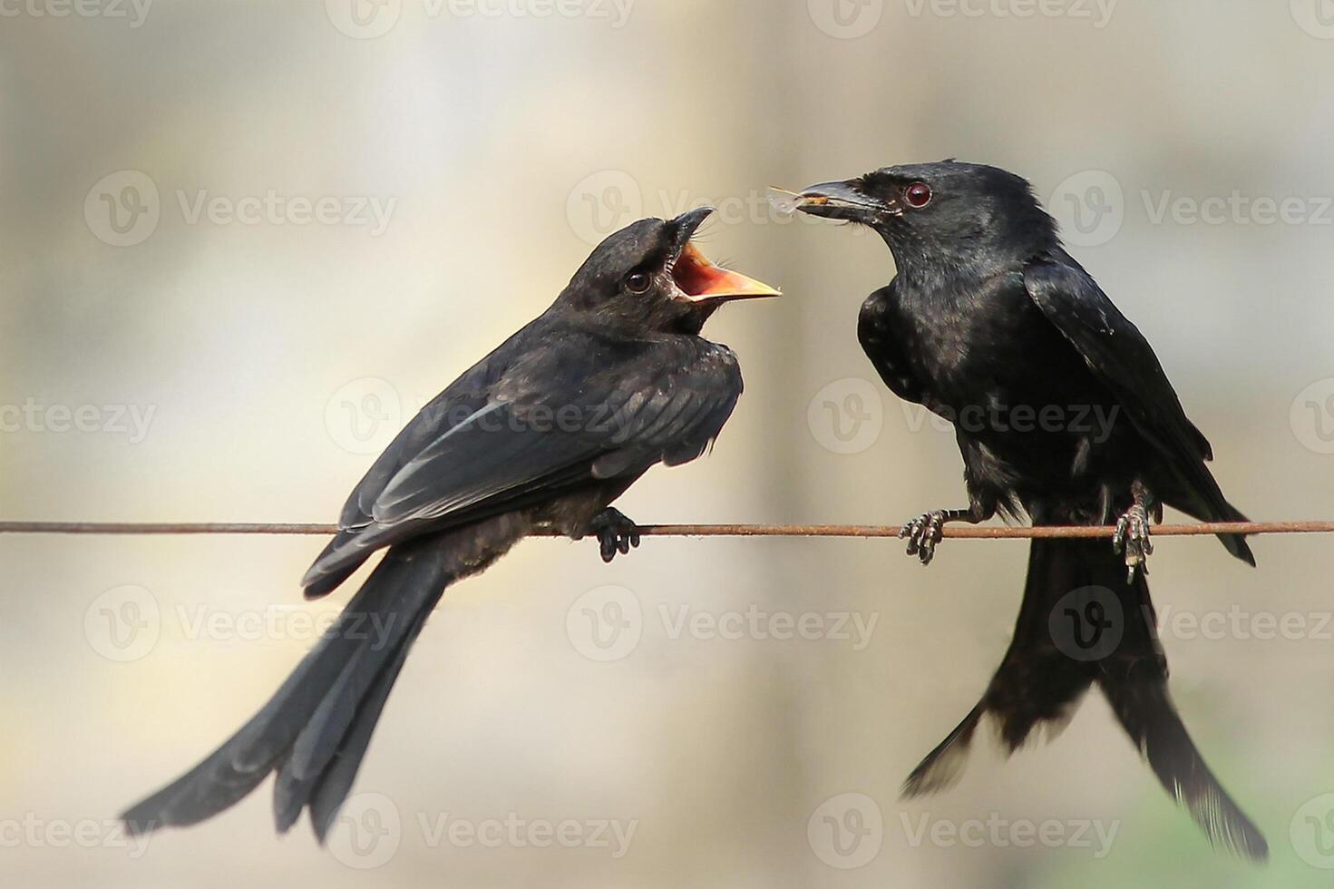 vogel fotografie, vogel afbeelding, meest mooi vogel fotografie, natuur fotografie foto