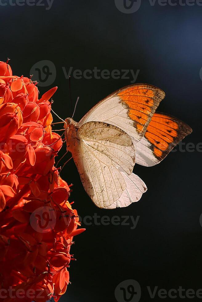 monarch, mooi vlinder fotografie, mooi vlinder Aan bloem, macro fotografie, mooi natuur foto