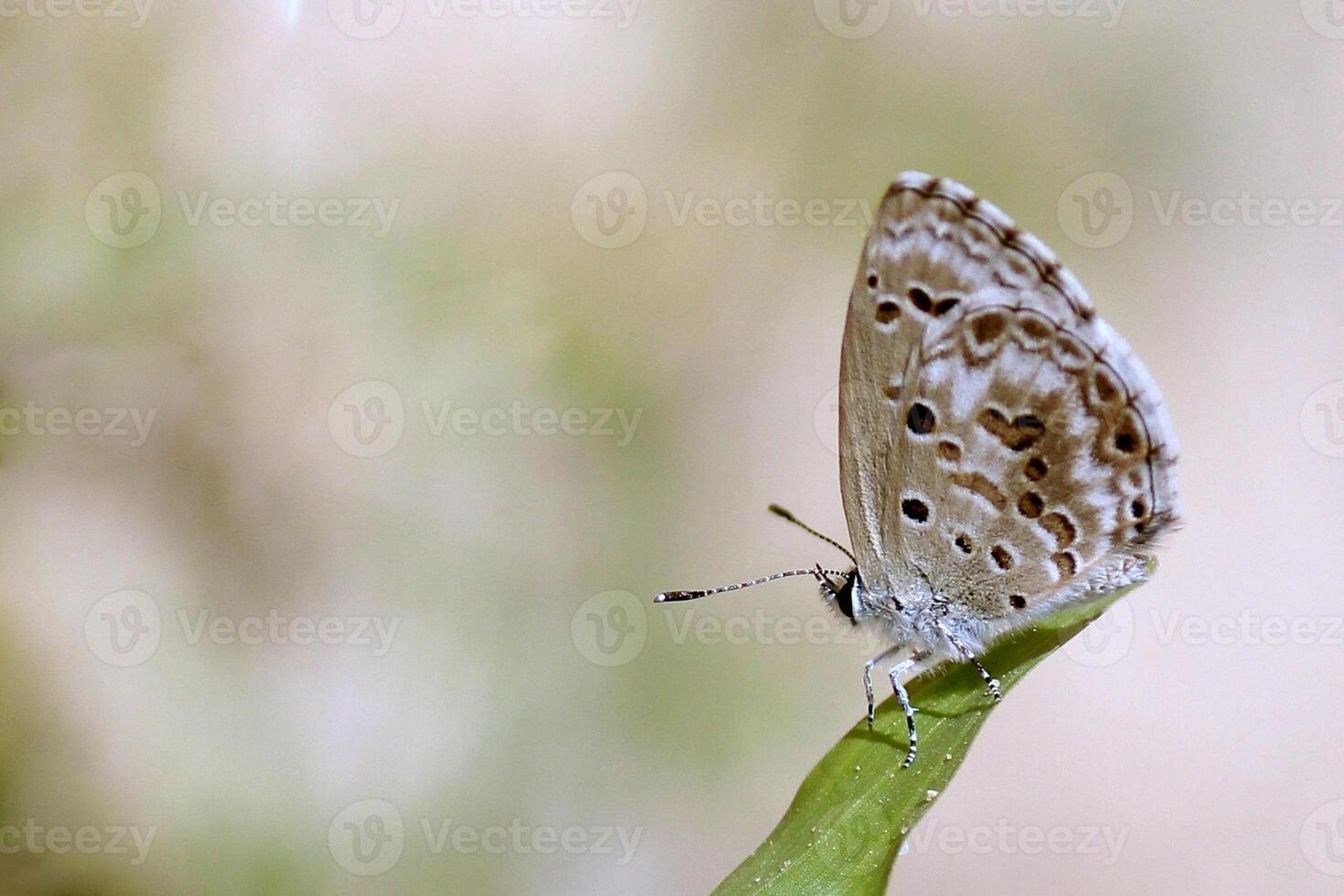 monarch, mooi vlinder fotografie, mooi vlinder Aan bloem, macro fotografie, mooi natuur foto