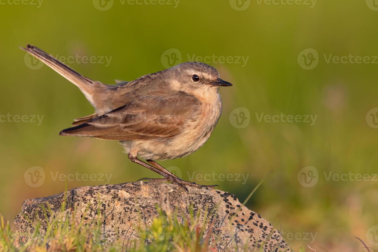 vogel fotografie, vogel afbeelding, meest mooi vogel fotografie, natuur fotografie foto