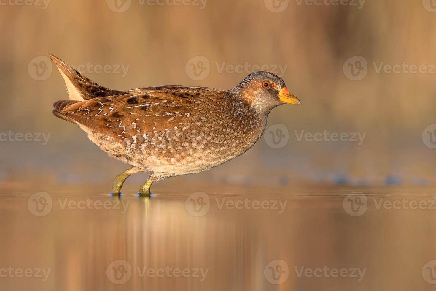 vogel fotografie, vogel afbeelding, meest mooi vogel fotografie, natuur fotografie foto