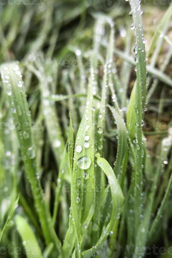 nat gras in de Woud foto