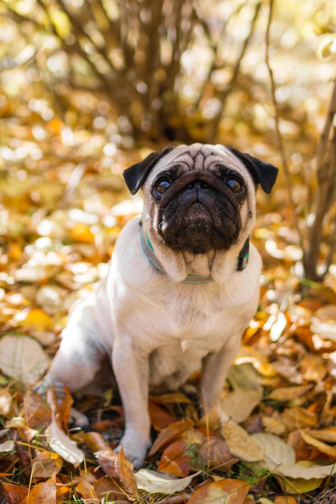 portret van een mopshond hond zittend in de herfst park Aan geel bladeren tegen de achtergrond van bomen en herfst Woud. foto