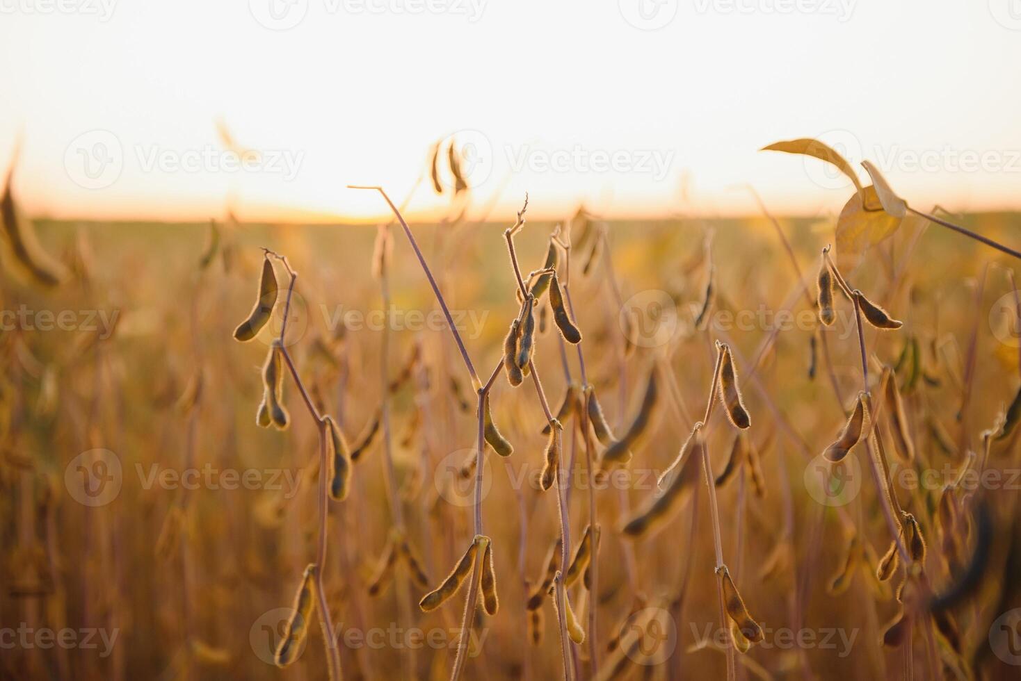 volwassen soja peulen, verlicht door avond zon. soja landbouw foto