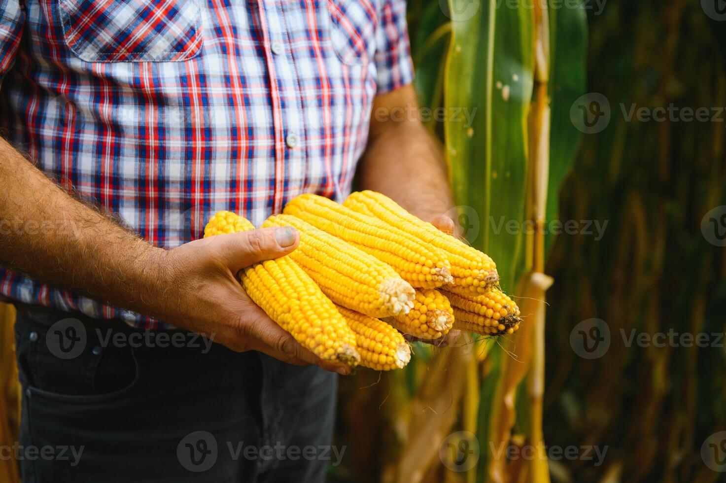 dichtbij omhoog van boer handen Holding maïs kolven in veld- foto