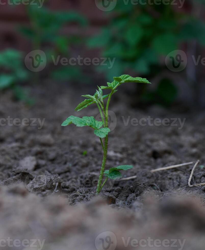 jong framboos spruit met groen bladeren Aan de tuin bed foto