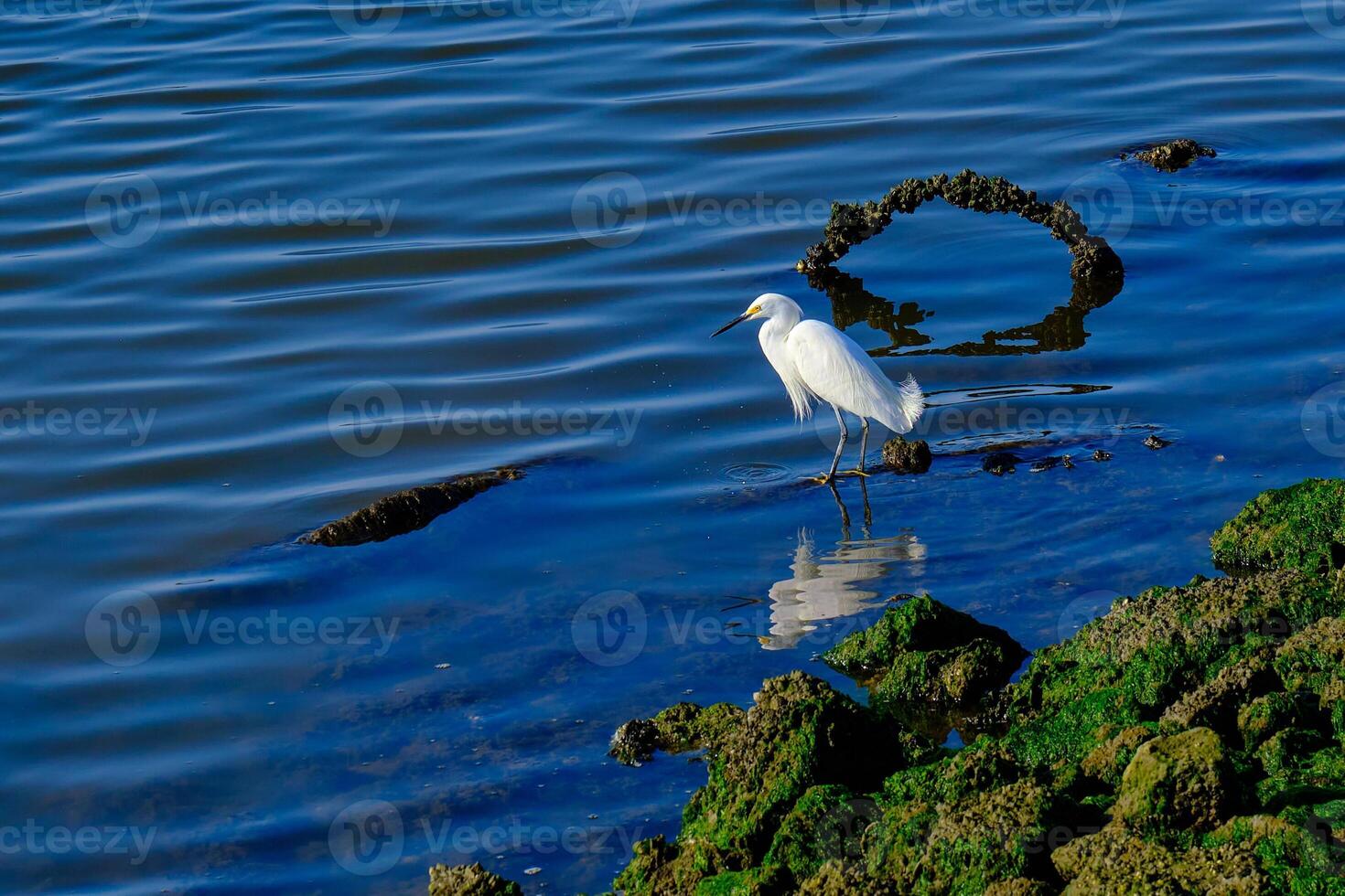 besneeuwd zilverreiger Aan rotsachtig kustlijn jacht- in Bij zonsopkomst in biloxi Mississippi foto