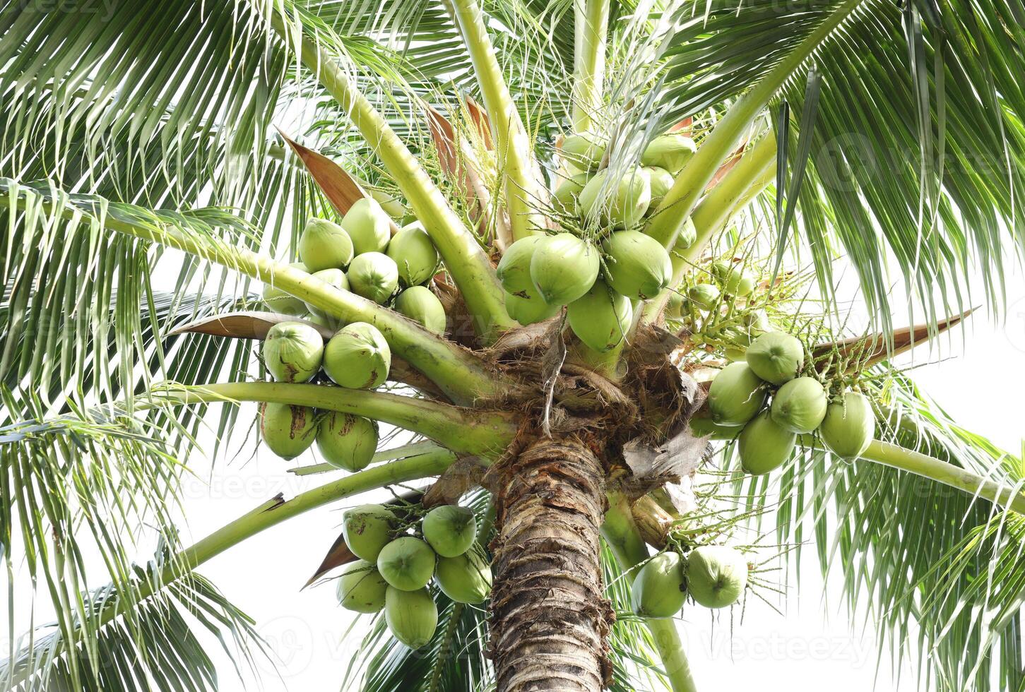 kokosnoot TROS Aan kokosnoot boom, bundel van vers kokosnoten hangende Aan boom. foto