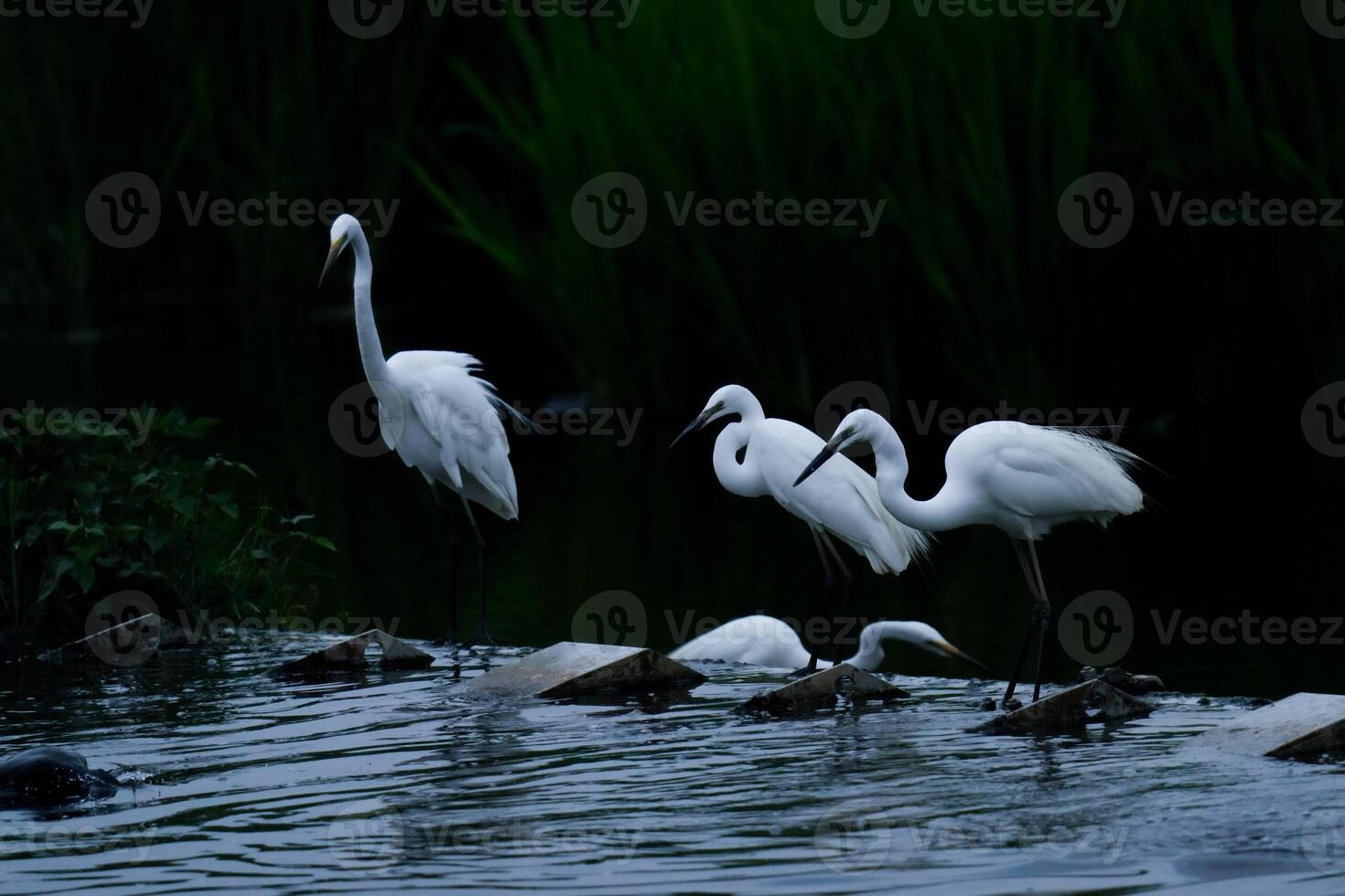 gemeenschappelijk reiger de wild vogel foto