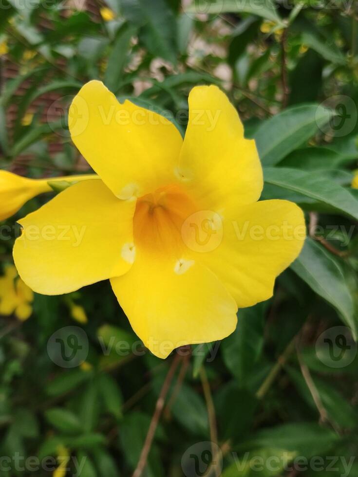 creatief lay-out gemaakt van groen bladeren en geel bloemen. vlak leggen natuur concept. foto genomen met een cel telefoon camera.