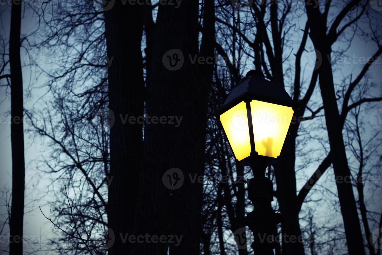 straat licht en silhouetten van bomen foto