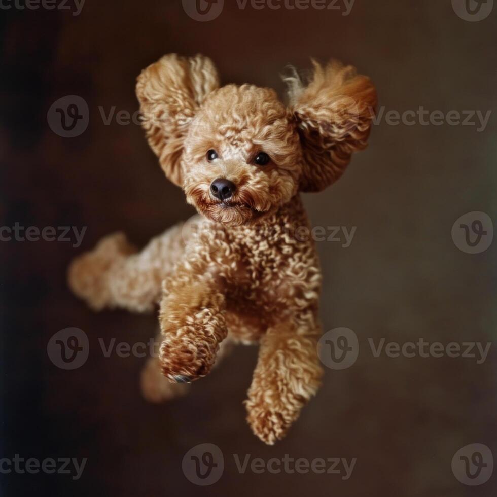 ai gegenereerd poedel hond jumping over- donker achtergrond foto