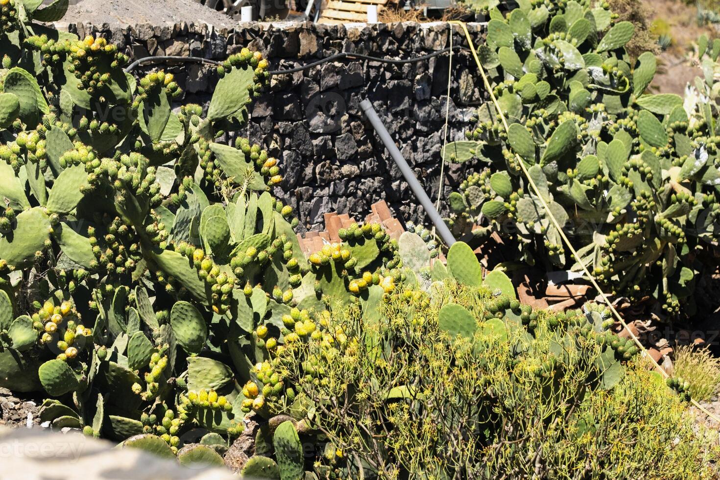 groot cactussen met fruit Aan de eiland van tenerife.kanarie eilanden, Spanje foto