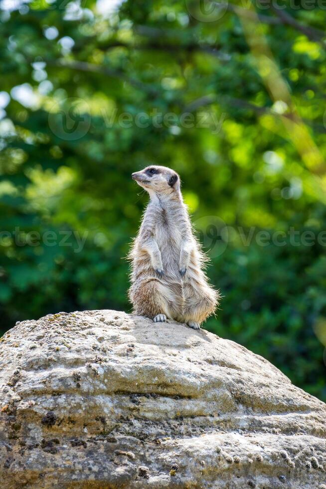 alarm meerkat staand Aan een rots met groen gebladerte in de achtergrond Bij Londen dierentuin. foto