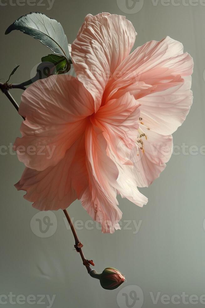 ai gegenereerd roze hibiscus bloem geïsoleerd Aan een wit achtergrond. dichtbij omhoog. foto