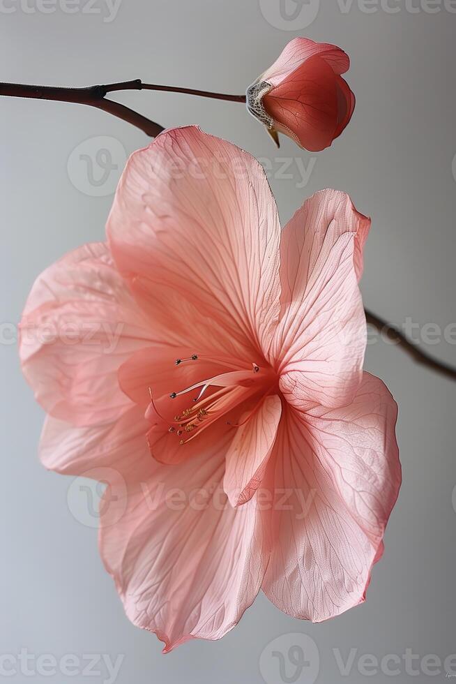 ai gegenereerd roze hibiscus bloem geïsoleerd Aan een wit achtergrond. dichtbij omhoog. foto