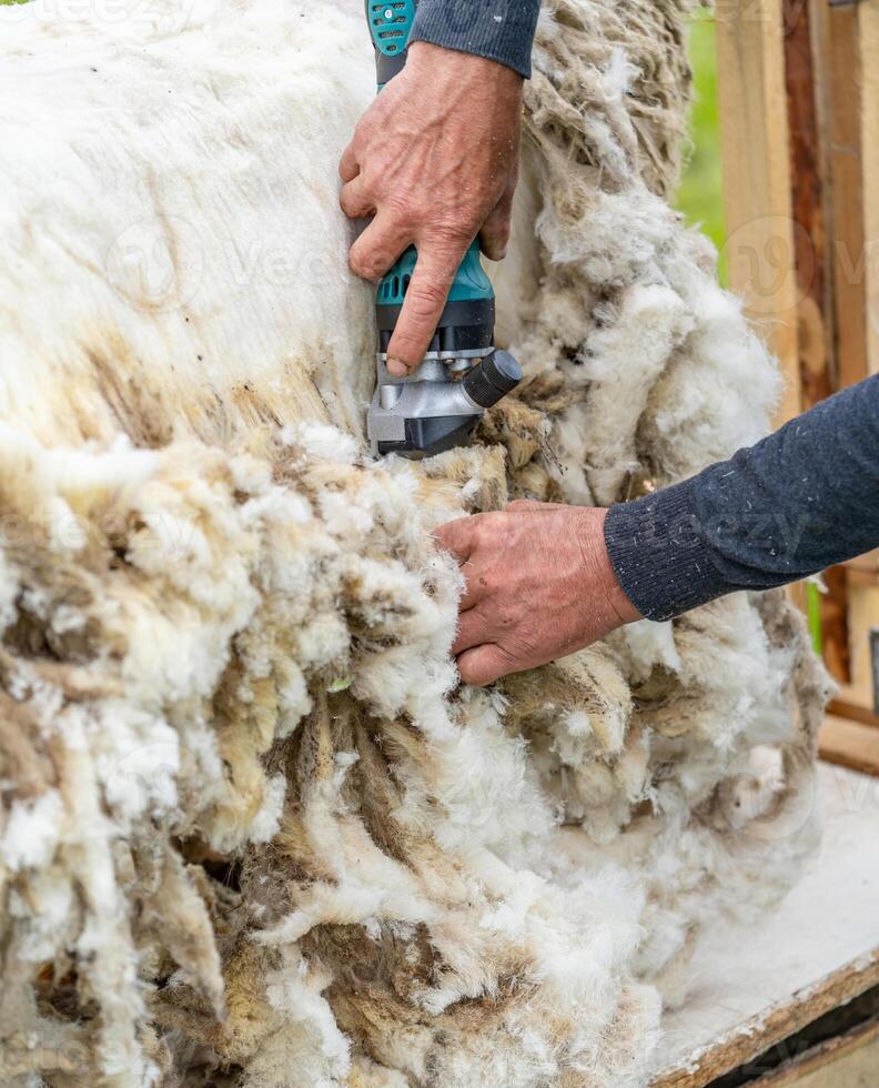 boer werken met schapen wol. Mens scheren een schapen met instrument. foto