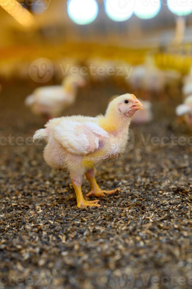 klein pluizig kuikens landbouw biologisch. dichtbij omhoog klein schattig kuiken wandelen Aan de weide. foto