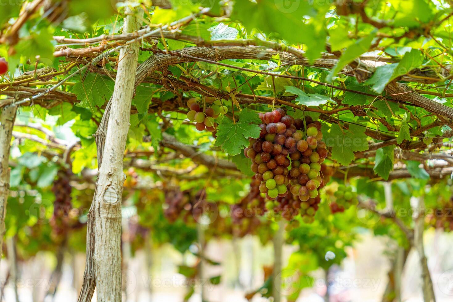 rood en groen wijngaard in de vroeg zonneschijn met mollig druiven geoogst Laden aan het wachten rood wijn voedingswaarde drinken in ninh donderdag provincie, Vietnam foto