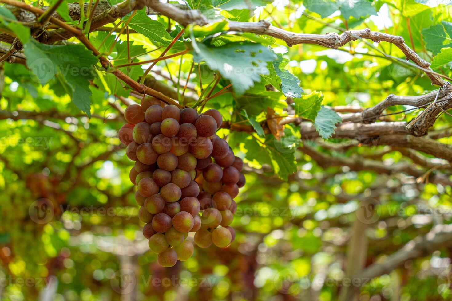 rood en groen wijngaard in de vroeg zonneschijn met mollig druiven geoogst Laden aan het wachten rood wijn voedingswaarde drinken in ninh donderdag provincie, Vietnam foto