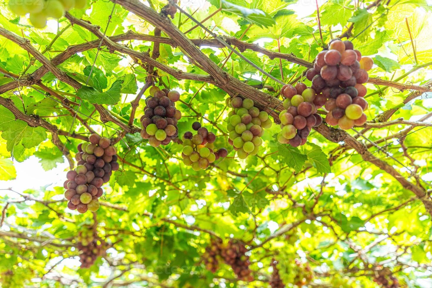 rood en groen wijngaard in de vroeg zonneschijn met mollig druiven geoogst Laden aan het wachten rood wijn voedingswaarde drinken in ninh donderdag provincie, Vietnam foto