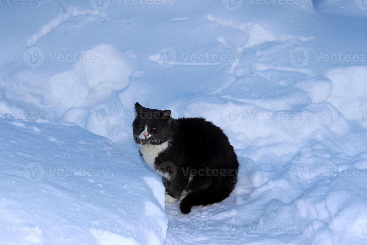een grijs verdrietig wild kat zit in winter in een dorp tuin tussen de sneeuwbanken en ziet eruit, genieten in de zon. horizontaal foto, detailopname foto