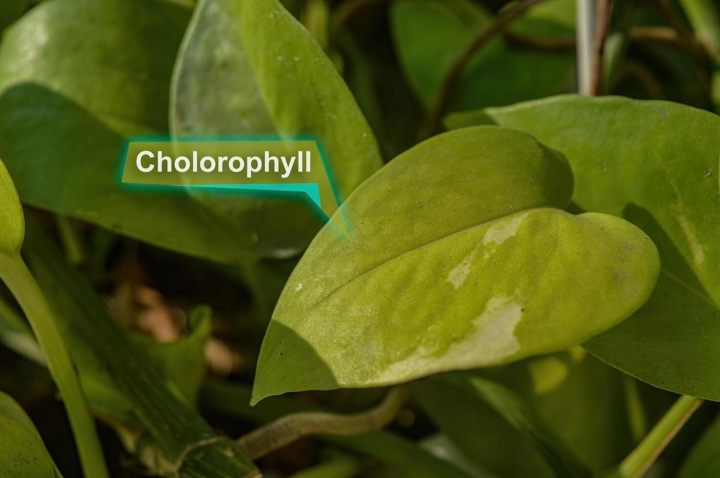 groen blad met chlorofyl hologram tekst foto