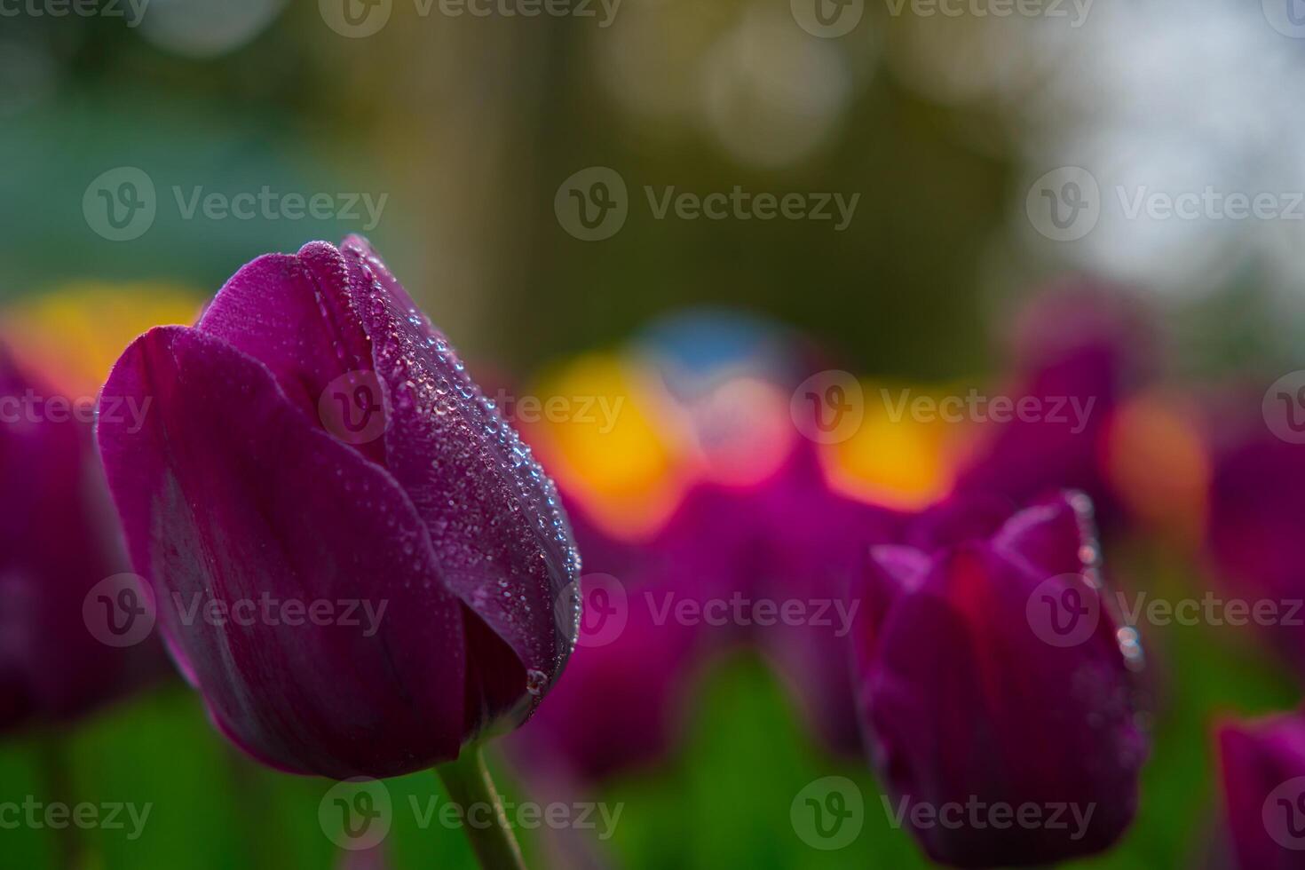 Purper tulp en regendruppels. voorjaar bloemen achtergrond foto
