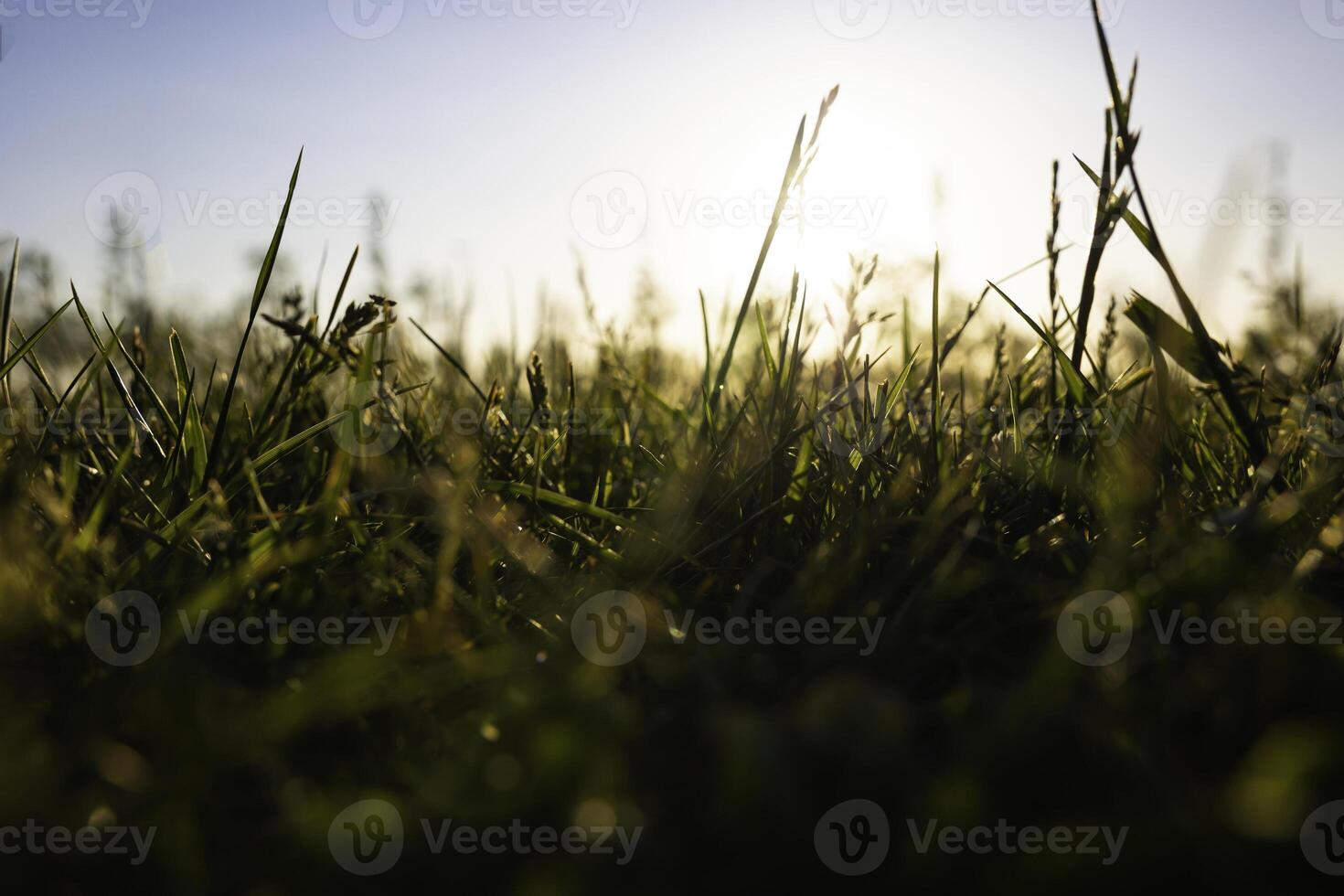 grassen of gewassen van grond niveau in focus. natuur of milieu concept foto