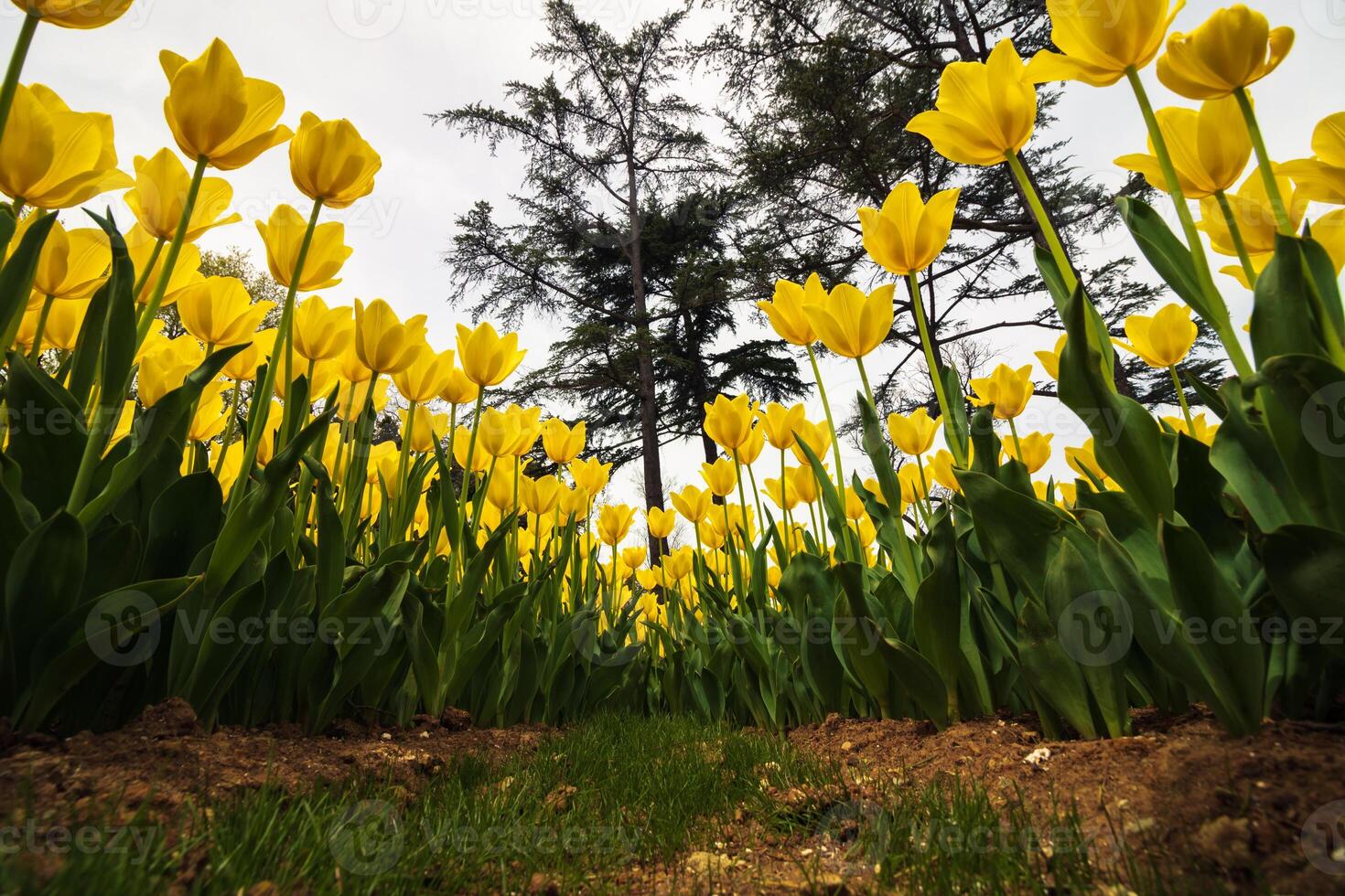 breed hoek visie van geel tulpen van onderstaand. voorjaar bloemen achtergrond foto