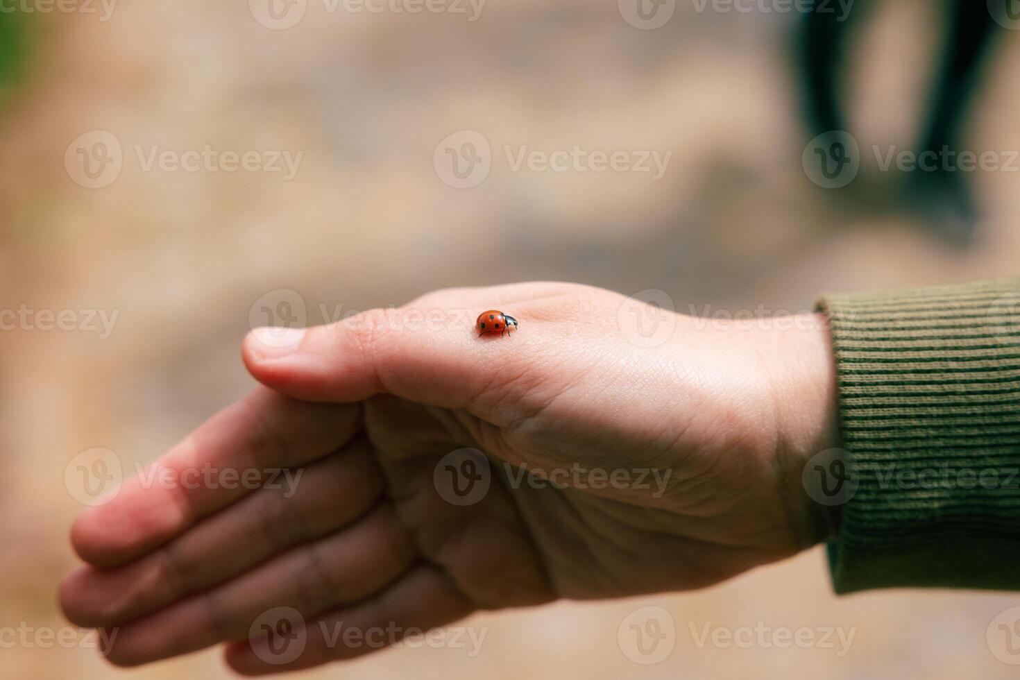 wensen geluk of vallend in liefde concept foto. een lieveheersbeestje Aan de vrouw hand- foto