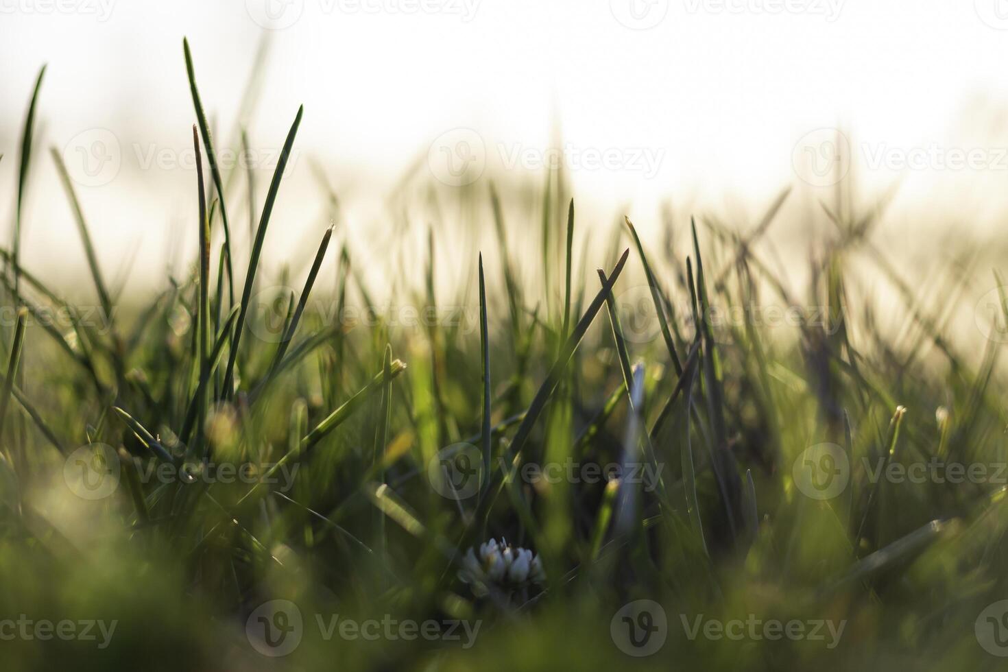 dichtbij omhoog visie van grassen van grond niveau. selectief focus. natuur achtergrond foto