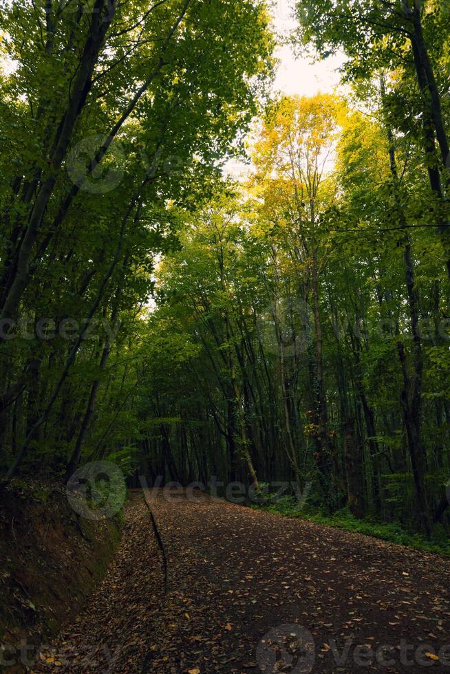 een pad in de Woud in de herfst. humeurig Woud achtergrond foto