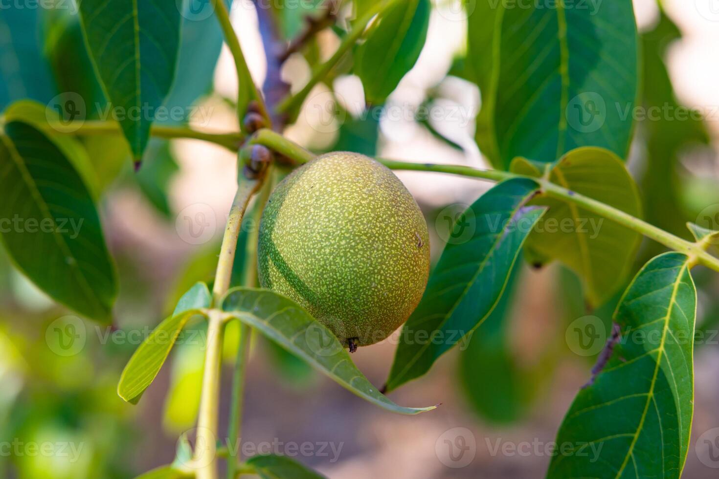 okkernoot Aan Afdeling. een rauw groen okkernoot Aan de boom. fruit landbouw foto